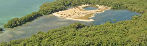 Mangroves